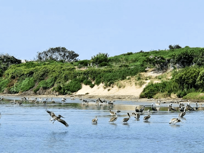 Flock of pelicans