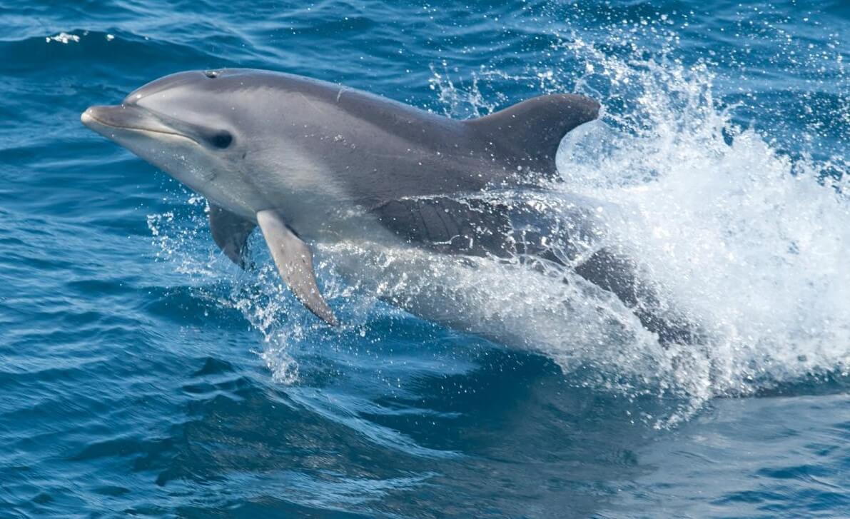 Dolphin playing in Sound
